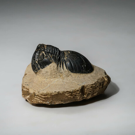 Genuine Asaphus Intermedius Trilobite In Matrix // Ver. 6