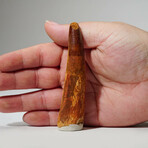 Genuine Spinosaurus Tooth In Display Box // Ver. 3