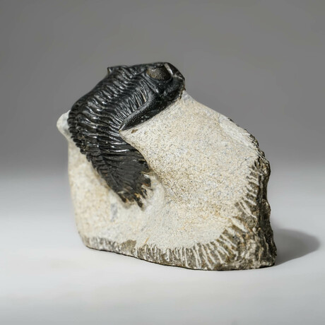 Genuine Asaphus Intermedius Trilobite In Matrix // Ver. 1