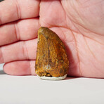 Genuine Carcharodontosaurus Tooth In Display Box // Ver. 3