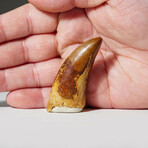 Genuine Carcharodontosaurus Tooth In Display Box // Ver. 2