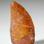 Genuine Carcharodontosaurus Tooth In Display Box // Ver. 1