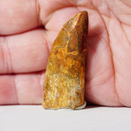 Genuine Carcharodontosaurus Tooth In Display Box // Ver. 4
