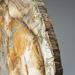 Genuine Petrified Wood Slice + Acrylic Display Stand // Ver. 1