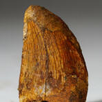 Genuine Carcharodontosaurus Tooth In Display Box // Ver. 3