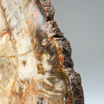 Genuine Petrified Wood Slice + Acrylic Display Stand // Ver. 2