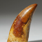 Genuine Carcharodontosaurus Tooth In Display Box // Ver. 2