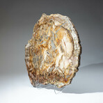 Genuine Petrified Wood Slice + Acrylic Display Stand // Ver. 1