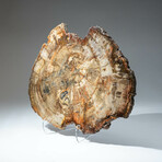 Genuine Petrified Wood Slice + Acrylic Display Stand // Ver. 2