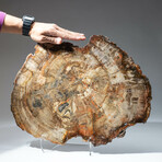 Genuine Petrified Wood Slice + Acrylic Display Stand // Ver. 2