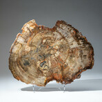 Genuine Petrified Wood Slice + Acrylic Display Stand // Ver. 2
