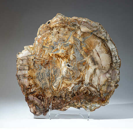 Genuine Petrified Wood Slice + Acrylic Display Stand // Ver. 1