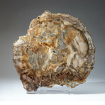Genuine Petrified Wood Slice + Acrylic Display Stand // Ver. 1