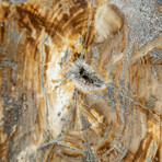 Genuine Petrified Wood Slice + Acrylic Display Stand // Ver. 1