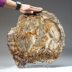 Genuine Petrified Wood Slice + Acrylic Display Stand // Ver. 1