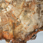 Genuine Petrified Wood Slice + Acrylic Display Stand // Ver. 2