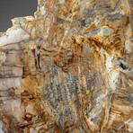 Genuine Petrified Wood Slice + Acrylic Display Stand // Ver. 1