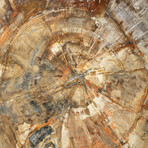 Genuine Petrified Wood Slice + Acrylic Display Stand // Ver. 2