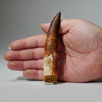 Genuine Spinosaurus Tooth In Display Box // Ver. 1