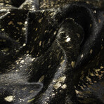 Natural Scotland Cowhide Rug // 6' X 7' (Black + Gold)