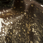 Natural Scotland Cowhide Rug // 5' X 7' (Black + Gold)