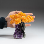 Citrine Gemstone Tree on Amethyst Matrix // The Money Tree // 1.25 lb