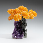 Citrine Gemstone Tree on Amethyst Matrix // The Money Tree // 1.25 lb