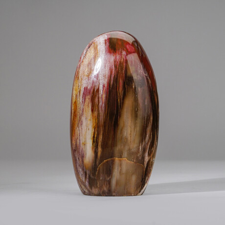 Genuine Polished Petrified Wood Freeform