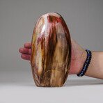 Genuine Polished Petrified Wood Freeform