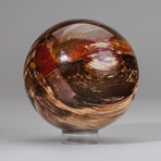 Genuine Polished Petrified Wood Sphere + Acrylic Display Stand