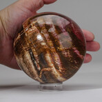 Genuine Polished Petrified Wood Sphere + Acrylic Display Stand