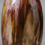 Genuine Polished Petrified Wood Freeform