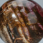 Genuine Polished Petrified Wood Sphere + Acrylic Display Stand