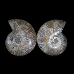 Matched Ammonite Pair featuring Internal Crystallization
