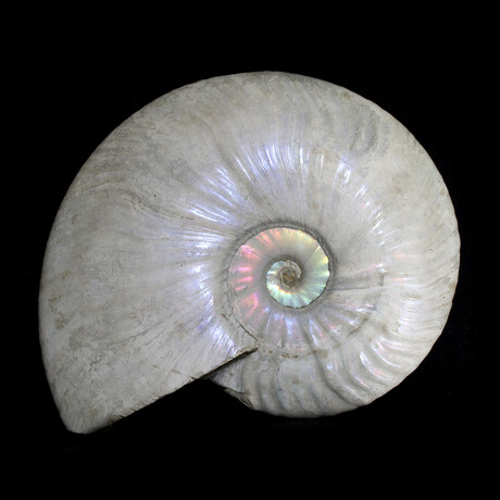 5+ inch Iridescent Ammonite