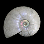 5+ inch Iridescent Ammonite