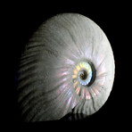 5+ inch Iridescent Ammonite