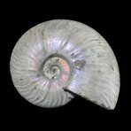 5+ inch Iridescent Ammonite