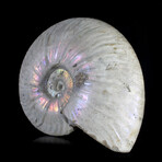 5+ inch Iridescent Ammonite