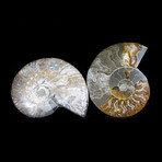 Matched Ammonite Pair featuring Internal Crystallization