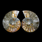 Matched Ammonite Pair featuring Internal Crystallization