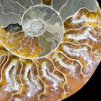 Matched Ammonite Pair featuring Internal Crystallization