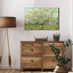 Orchard with Blossoming Apricot Trees (17.7"H x 27.5"W x 1.1"D)