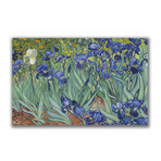 Irises (17.7"L x 27.5"W x 1.1"D)