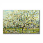 Orchard with Blossoming Apricot Trees (17.7"H x 27.5"W x 1.1"D)