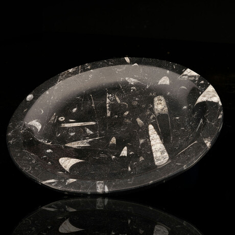 Belemnite Plate