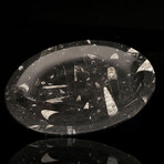 Belemnite Plate