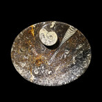 Ammonite and Belemnite Oval Dish