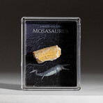 Genuine Mosasaurus Dinosaur Bone in Acrylic Display Box