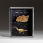 Genuine Camasaurus Dinosaur Bone in Acrylic Display Box